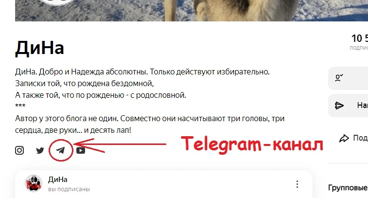 Сайт «ДиНа» — у сайта есть Telegram-канал