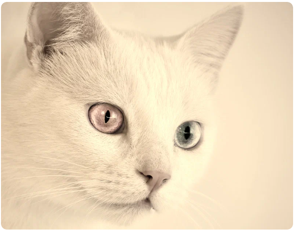 Странная белая кошка Томасина