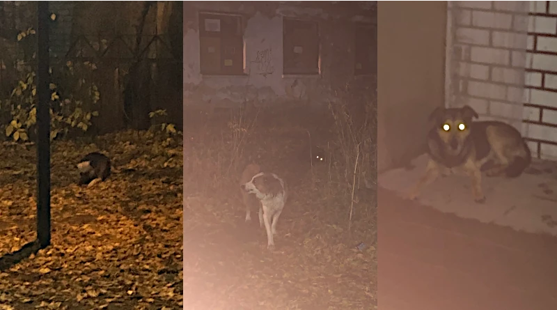 Бездомная собака Дина и её друзья — Чернышка и Бандер